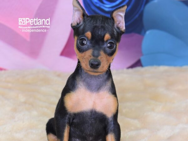 Miniature Pinscher-DOG-Female-Black and Tan-2609-Petland Lee's Summit, MO