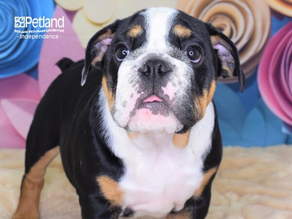 English Bulldog-DOG-Female-Black and White-2626-Petland Lee's Summit, MO