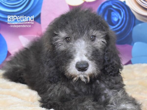 Sheepadoodle-DOG-Male--2627-Petland Lee's Summit, MO