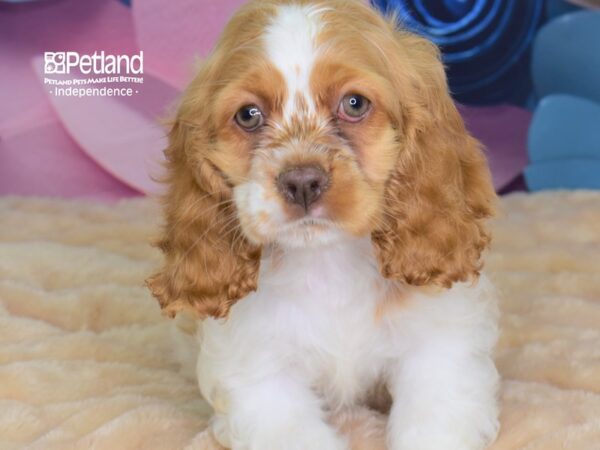 Cocker Spaniel-DOG-Female--2618-Petland Lee's Summit, MO