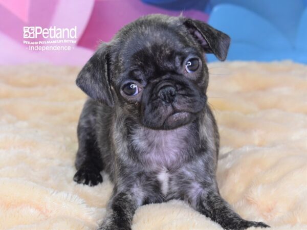Pug-DOG-Female-Brindle-2616-Petland Lee's Summit, MO