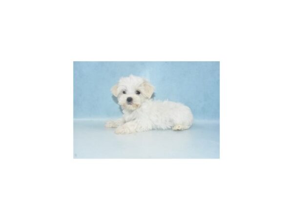 Maltese-DOG-Male-White-2632-Petland Lee's Summit, MO