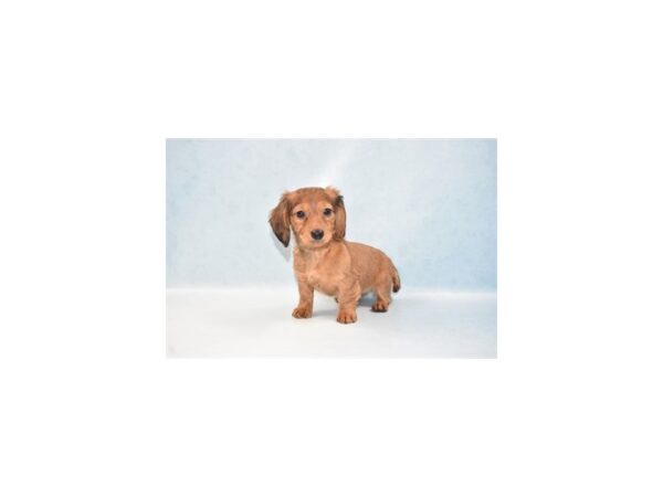 Dachshund-DOG-Female-Red-2634-Petland Lee's Summit, MO