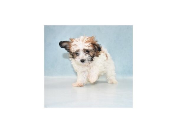 Papitese-DOG-Male-White and Sable-2633-Petland Lee's Summit, MO