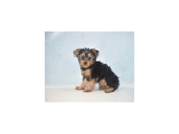Yorkshire Terrier-DOG-Female-Black and Tan-2635-Petland Lee's Summit, MO