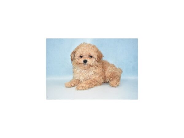 Toy Poodle-DOG-Female-Apricot-2629-Petland Lee's Summit, MO