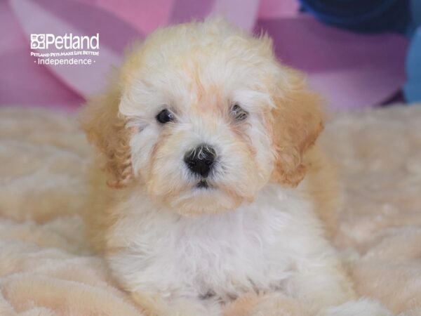 Malti Poo-DOG-Male-Apricot-2628-Petland Lee's Summit, MO