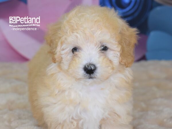 Malti Poo-DOG-Male--2619-Petland Lee's Summit, MO