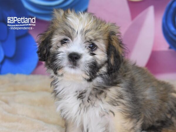Lhasa Apso-DOG-Female-Golden-2650-Petland Lee's Summit, MO