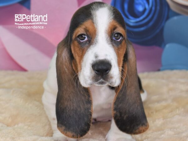 Basset Hound-DOG-Female-White Black and Brown-2649-Petland Lee's Summit, MO