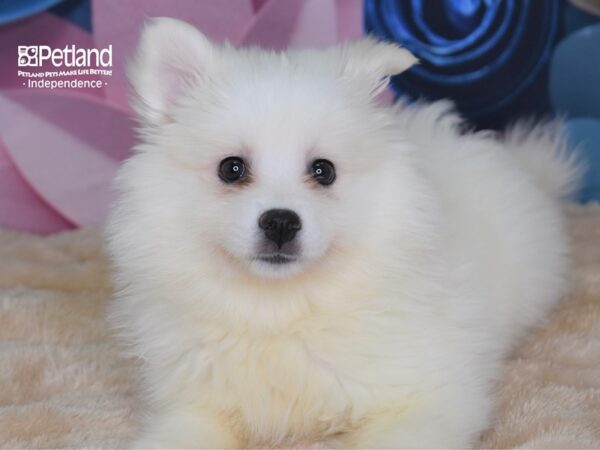 American Eskimo-DOG-Female-White-2648-Petland Lee's Summit, MO