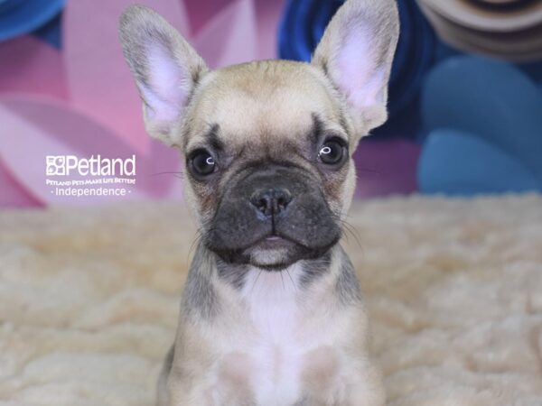 French Bulldog-DOG-Female-Sable-2646-Petland Lee's Summit, MO