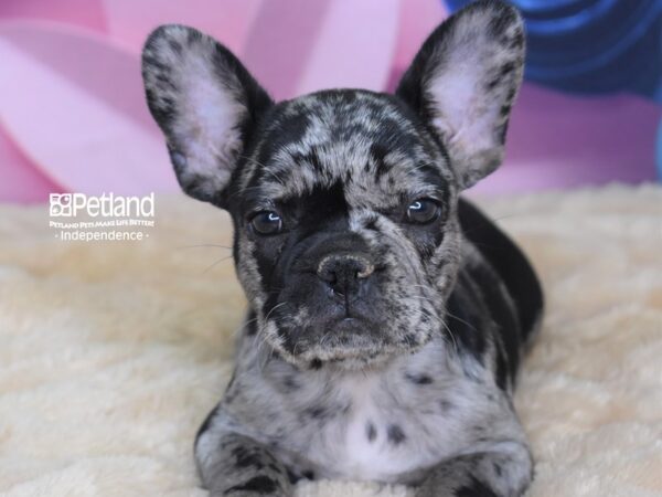 French Bulldog-DOG-Male-Blue Merle-2645-Petland Lee's Summit, MO