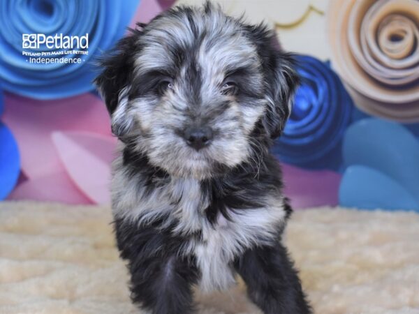 Miniature Aussiedoodle-DOG-Female-Merle-2638-Petland Lee's Summit, MO