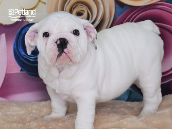 English Bulldog-DOG-Female-White-2637-Petland Lee's Summit, MO