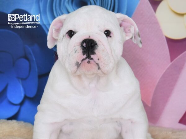 English Bulldog-DOG-Male-White-2636-Petland Lee's Summit, MO