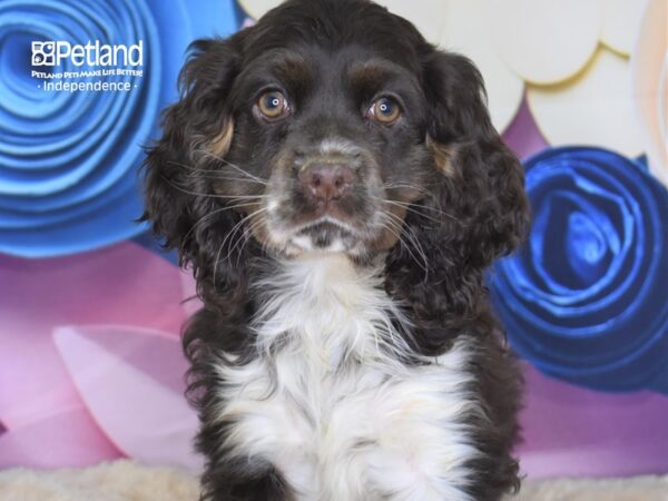 Cocker Spaniel-DOG-Female-Chocolate & White-2655-Petland Lee's Summit, MO