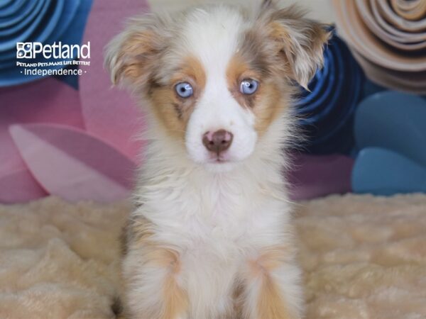Toy Australian Shepherd-DOG-Male-Red Merle White Markings Tan Points-2654-Petland Lee's Summit, MO