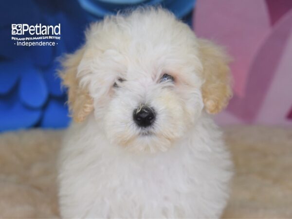 Malti Poo-DOG-Male-Cream-2652-Petland Lee's Summit, MO