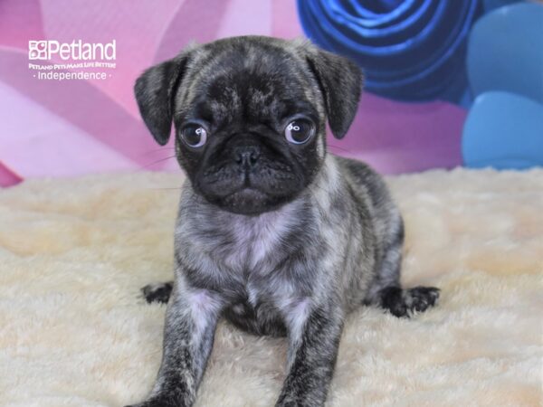 Pug-DOG-Female-Reverse Brindle-2647-Petland Lee's Summit, MO