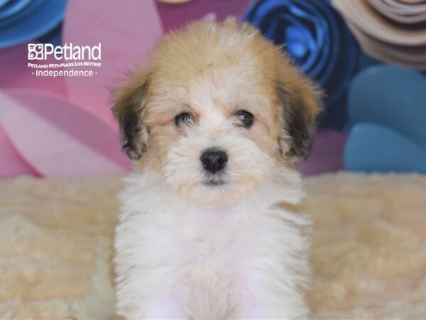 Havapoo-DOG-Female--2641-Petland Lee's Summit, MO