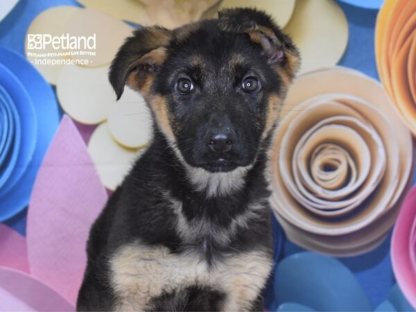 German Shepherd-DOG-Female-Black and Tan-2656-Petland Lee's Summit, MO