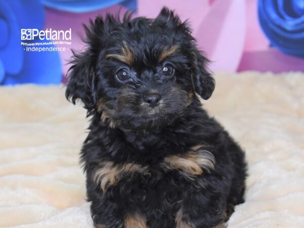 Pekapoo-DOG-Female-Black and Tan-2657-Petland Lee's Summit, MO
