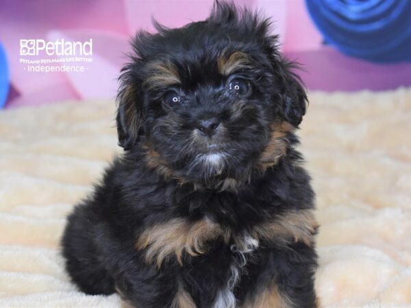 Pekapoo-DOG-Female-Black and Tan-2658-Petland Lee's Summit, MO
