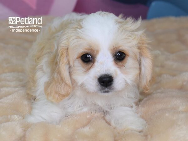 Cavachon-DOG-Male-Cream & White-2673-Petland Lee's Summit, MO