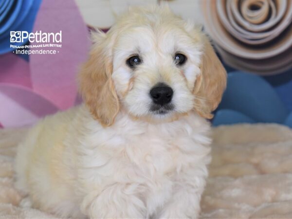 Mini Goldendoodle-DOG-Male-Light Golden-2659-Petland Lee's Summit, MO