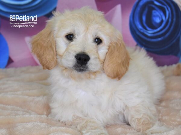 Mini Goldendoodle-DOG-Female-Light Golden-2660-Petland Lee's Summit, MO