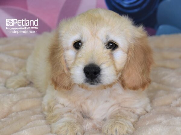 Mini Goldendoodle-DOG-Female-Light Golden-2661-Petland Lee's Summit, MO