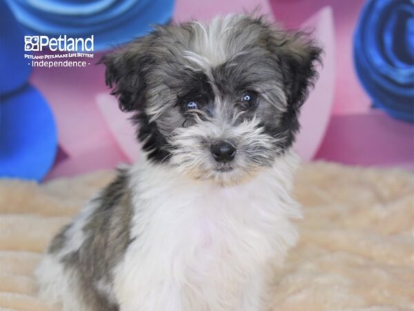 Havapoo-DOG-Male--2640-Petland Lee's Summit, MO