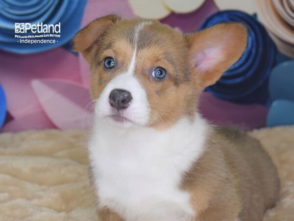 Pembroke Welsh Corgi-DOG-Female-Sable White Markings-2663-Petland Lee's Summit, MO