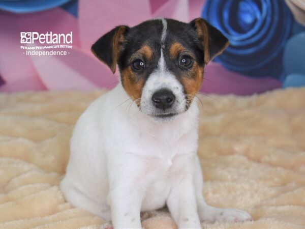 Jack Russell Terrier-DOG-Male-White-2664-Petland Lee's Summit, MO
