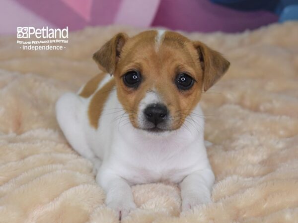 Jack Russell Terrier-DOG-Female-White-2665-Petland Lee's Summit, MO