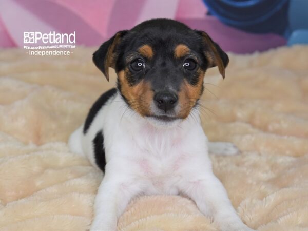 Jack Russell Terrier-DOG-Female-Black, Tan, & White-2675-Petland Lee's Summit, MO