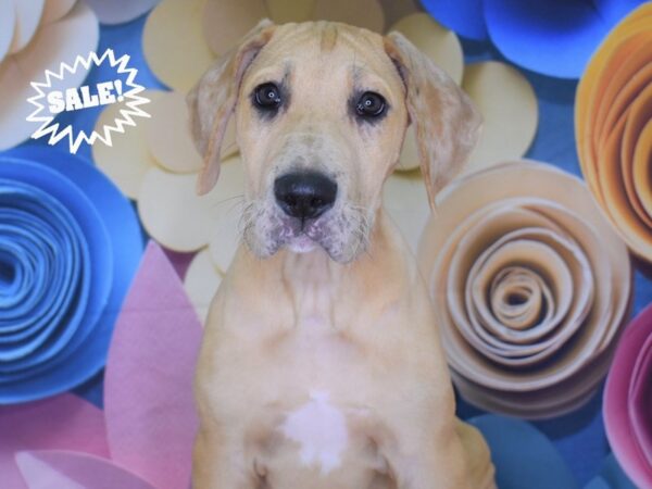 Great Dane-DOG-Male--2589-Petland Lee's Summit, MO