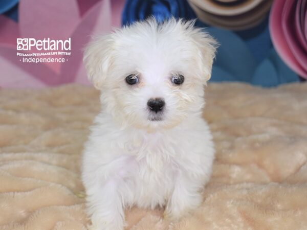 Maltese-DOG-Female-White-2678-Petland Lee's Summit, MO