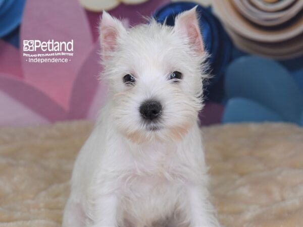 Miniature Schnauzer-DOG-Female-White-2679-Petland Lee's Summit, MO