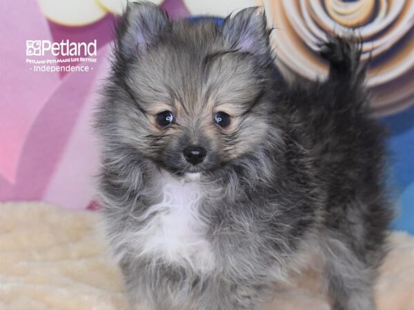 Pomeranian-DOG-Female-Wolf Sable-2669-Petland Lee's Summit, MO