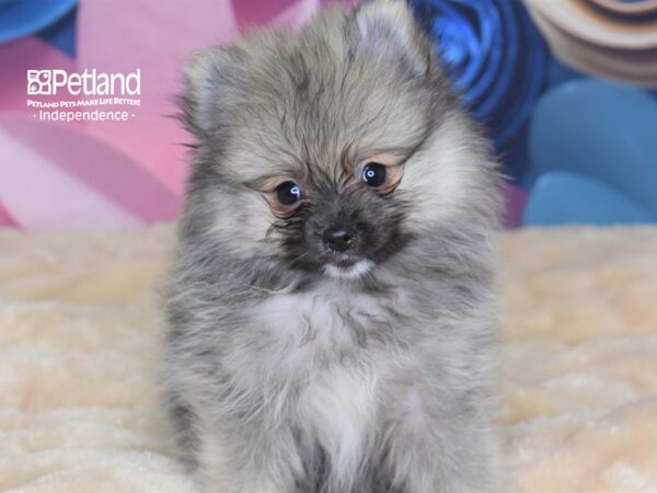 Pomeranian-DOG-Male-Wolf Sable-2667-Petland Lee's Summit, MO