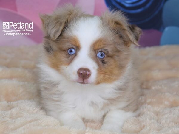 Toy Australian Shepherd-DOG-Male--2680-Petland Lee's Summit, MO