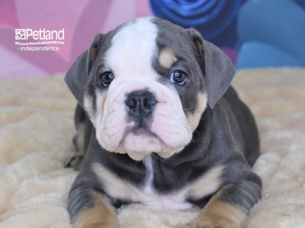 English Bulldog-DOG-Male-Blue White & Tan-2671-Petland Lee's Summit, MO