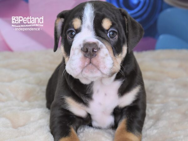 English Bulldog-DOG-Male-Chocolate White & Tan-2670-Petland Lee's Summit, MO