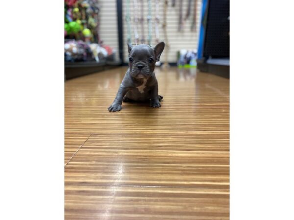 French Bulldog-DOG-Male-Blue-2685-Petland Lee's Summit, MO