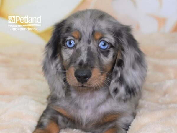 Dachshund-DOG-Male-Black & Tan Dapple-2681-Petland Lee's Summit, MO