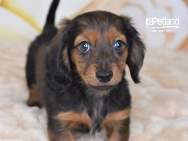 Dachshund-DOG-Female-Wild Boar-2682-Petland Lee's Summit, MO