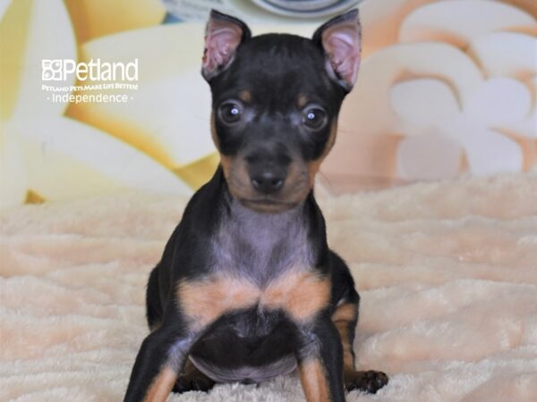 Miniature Pinscher-DOG-Male-Black & Rust-2683-Petland Lee's Summit, MO
