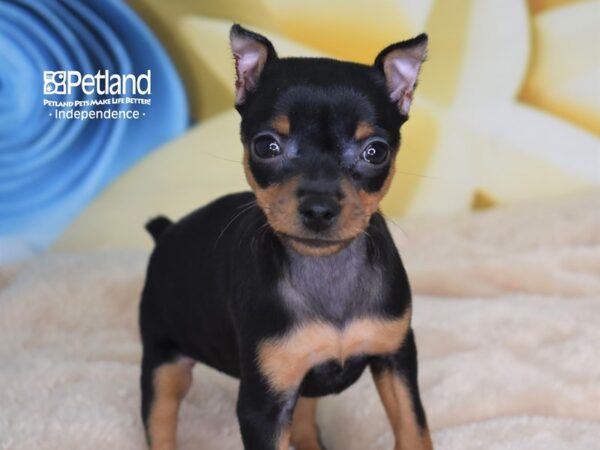 Miniature Pinscher-DOG-Female-Black & Rust-2684-Petland Lee's Summit, MO